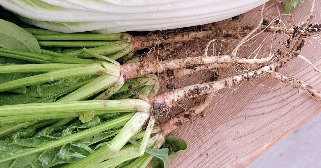 根っこだらけのサツマイモ 栽培失敗？癒し草のブログ