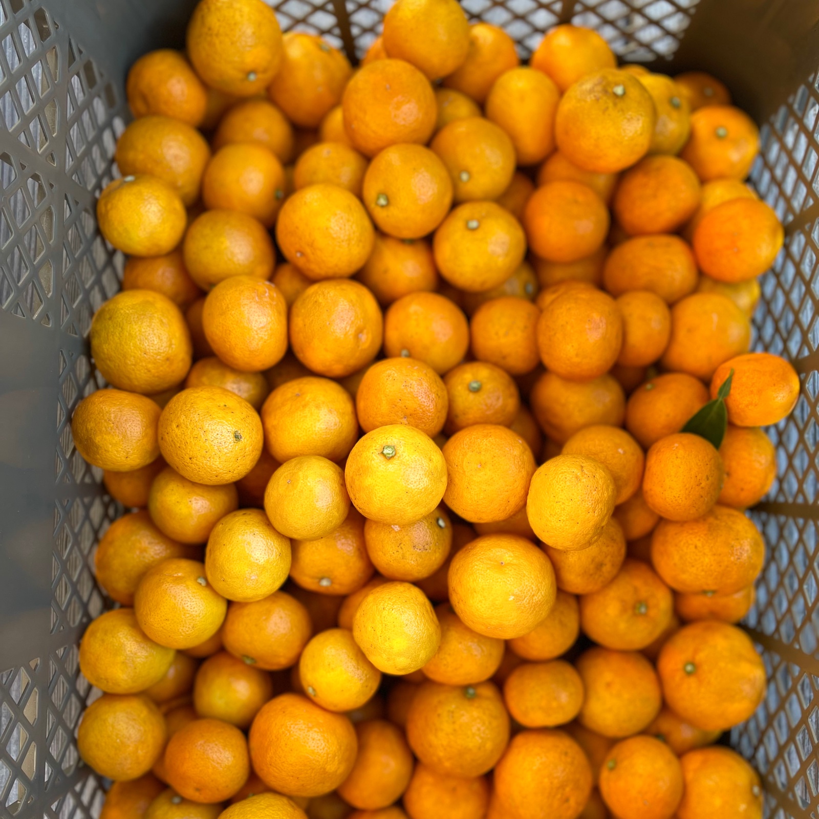 すだちとかぼすの違い。さんまに絞るならどっち？味や産地などを解説。やまでら くみこ のレシピ