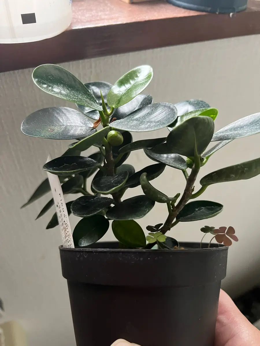 植物9月 ガジュマルの実STAFF BLOGガンガラーの谷 生命の神秘を辿る旅へ