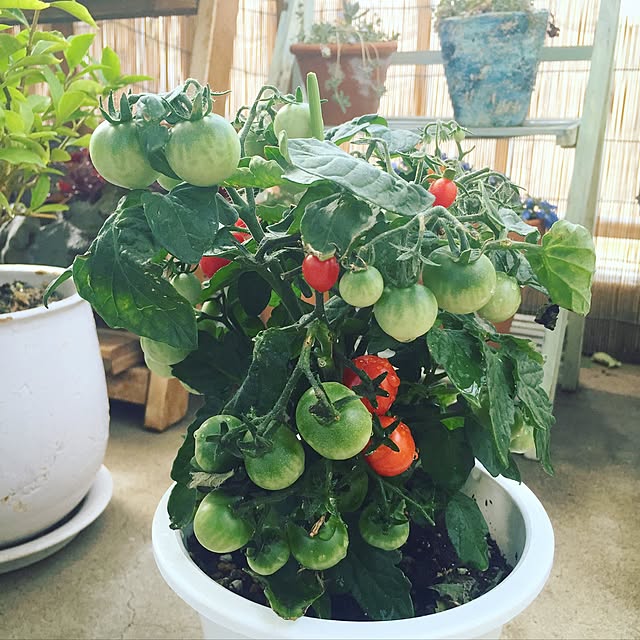 プランター ミニトマト 支柱TikTok