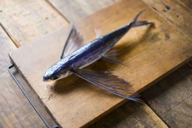 トビウオ 飛魚 みなとの野菜大辞典