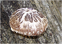 森林の湿地に自生するきのこの写真素材78370002- PIXTA