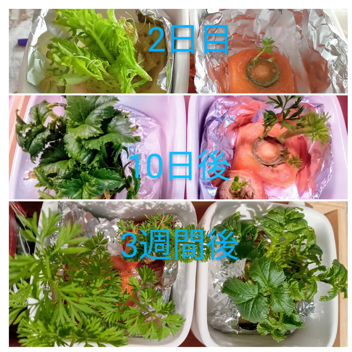 にんじんのリボベジ 再生野菜 イラスト - No: 24215345無料イラスト・フリー素材なら「イラストAC」