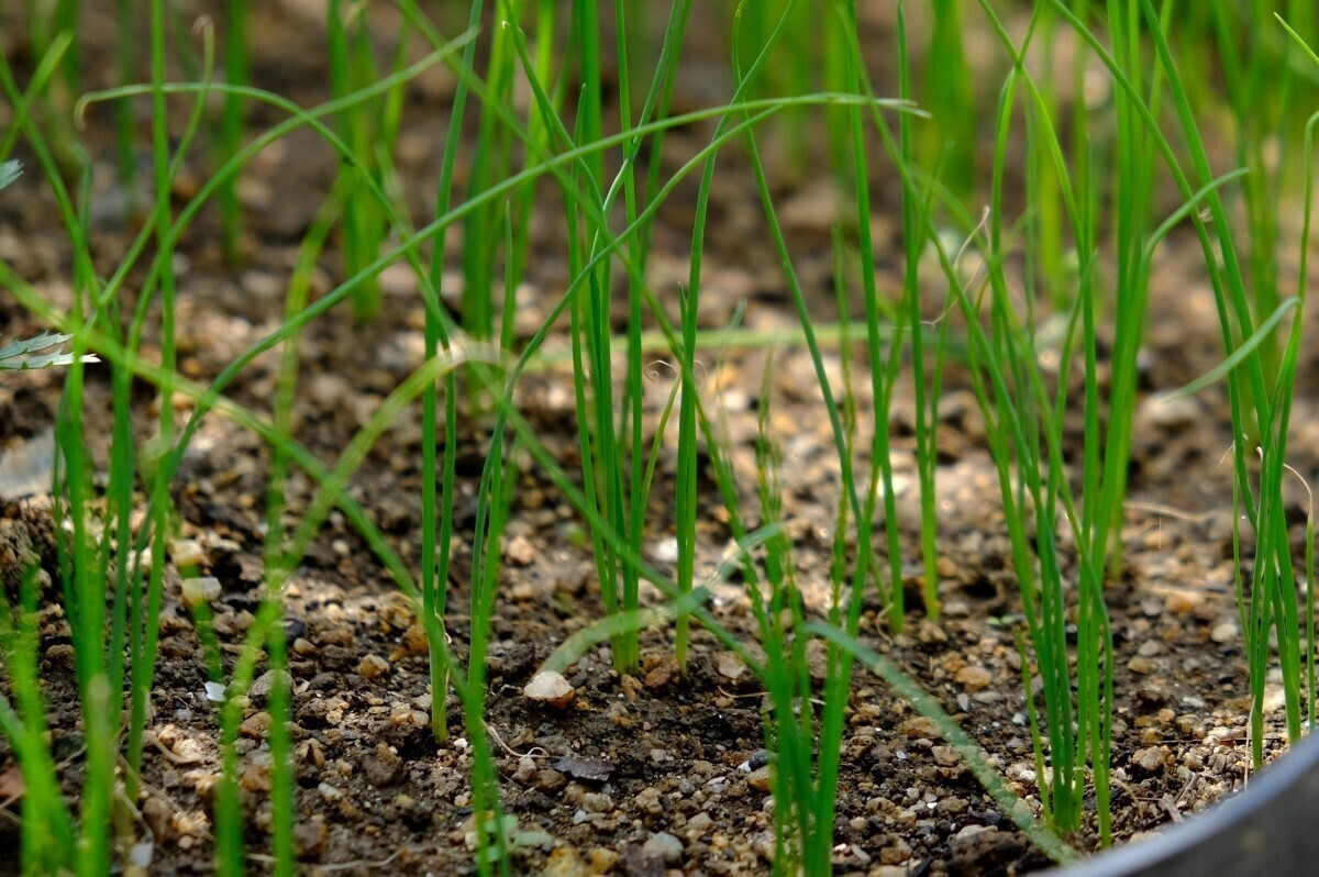 ほうれん草をプランターで育てる方法 家庭菜園ブランドUETE