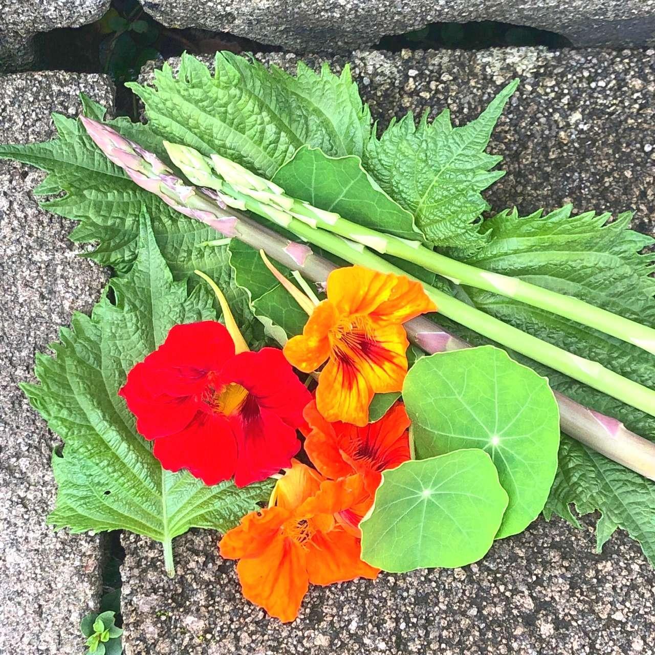 初心者向け ナスタチウム キンレンカ の育て方種まき・水やり・料理に使える食べられる花おにわにわ