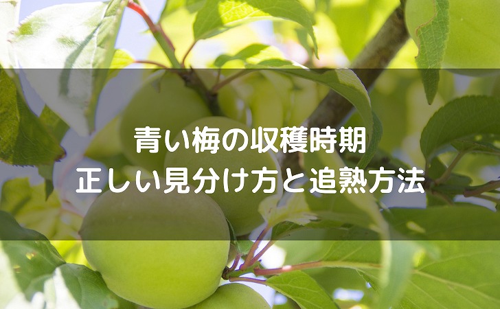 梅の追熟方法！梅干し・梅シロップに。 by こじえみクックパッド簡単おいしいみんなのレシピが392万品