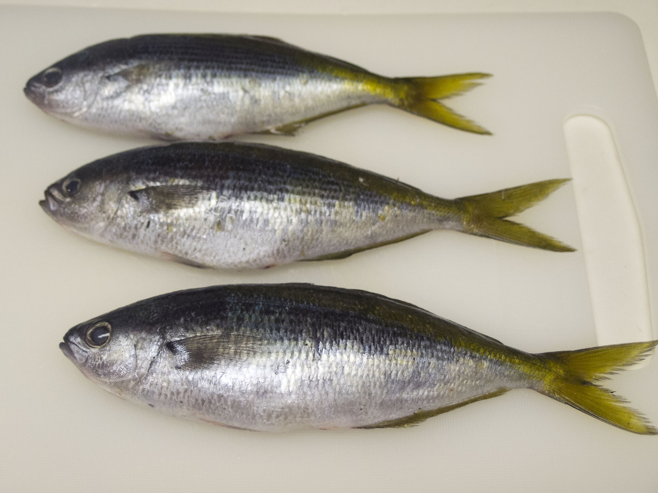 東京限定高級魚「タカベ」は釣りたてを現地食いが最高ですね野食ハンマープライス