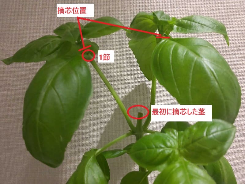 バジルの葉はどう収穫する？花は摘み取る？追肥は？農家が教えますぴっこのバジルぐらし