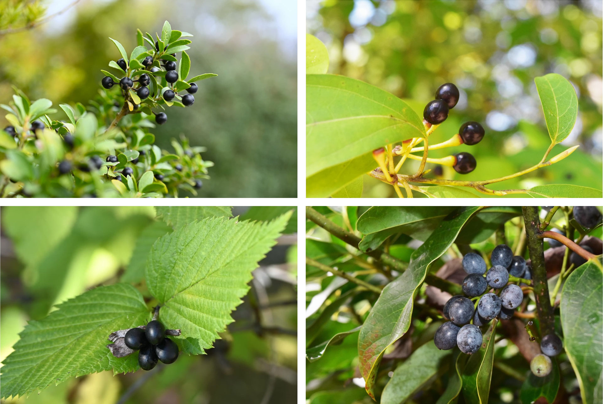 モッコクの実を食べるムギマキ - 山野はなめぐり２