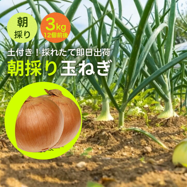 宮崎県延岡産 空飛ぶ新玉ネギ そらとぶ・しんたまねぎ- まるごと宮崎 - そのまんま市場