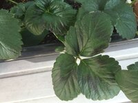 こんにちは。初めて投稿いたします。ガーデニング初心者です 園芸相談Q＆Aみんなの趣味の園芸