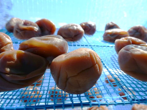 梅仕事第2弾は栗原さんの甘い梅干しpapuchi home - 楽天ブログ