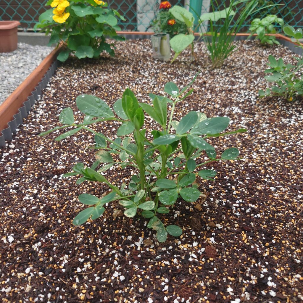 ナスの育て方初心者向けに失敗しないプランター栽培のポイントを解説コーナンTips