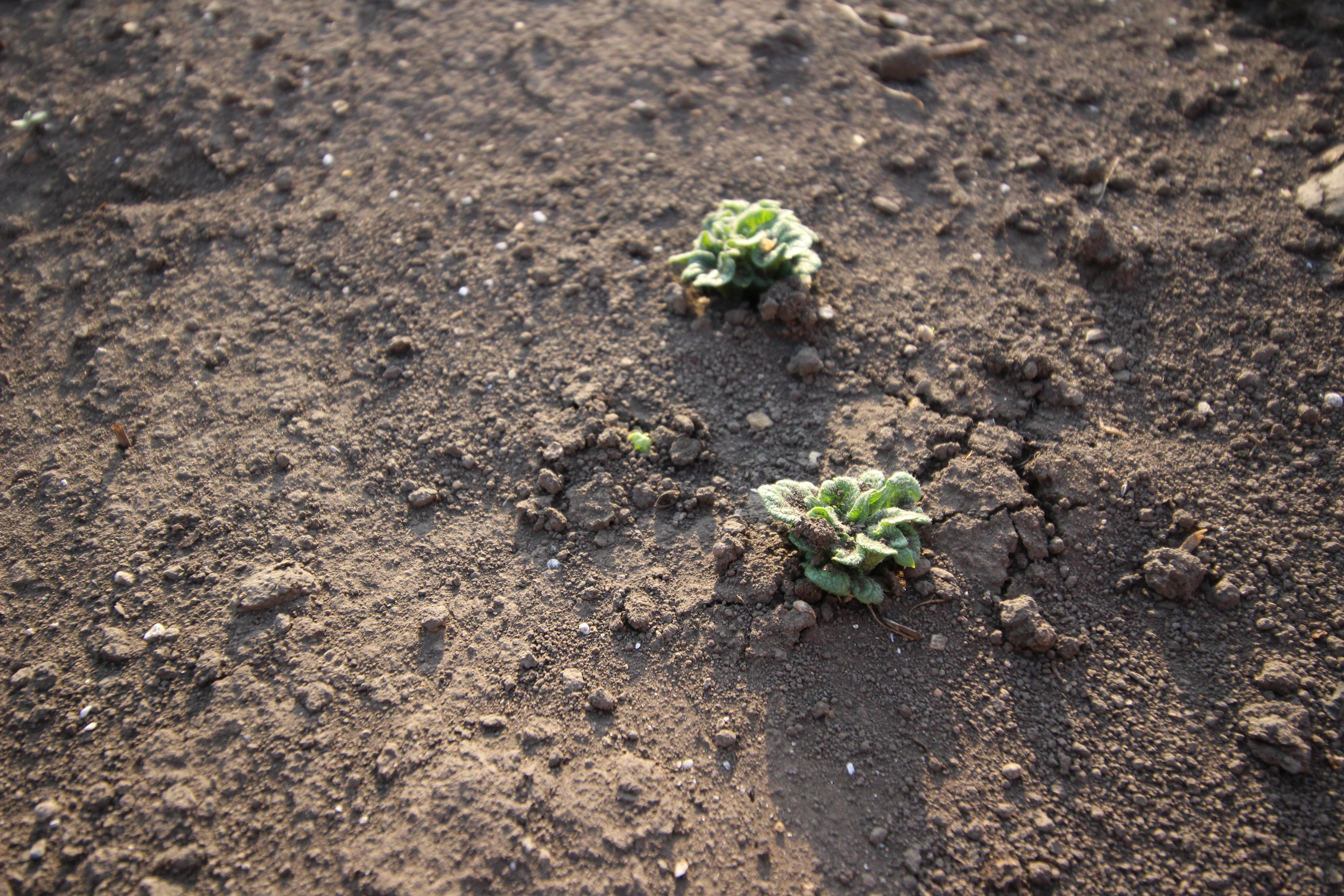 秋植えジャガイモ 芽が出ないジャガイモ栽培.com