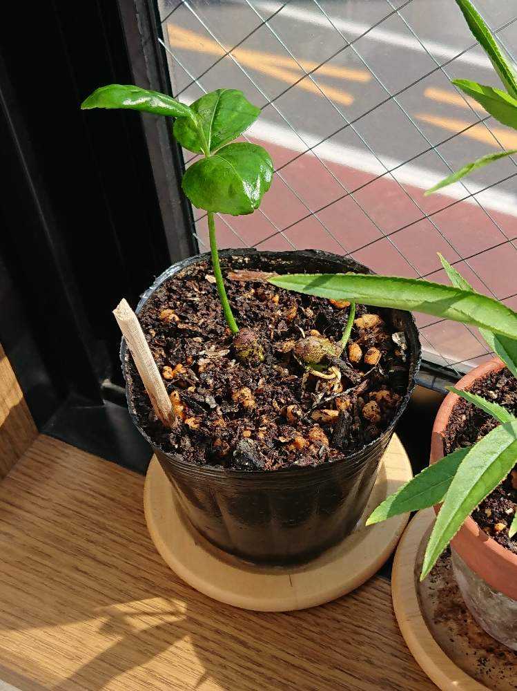 一才ユズ 花柚子 苗木本ユズとの違いは？育て方・食用レシピ付き