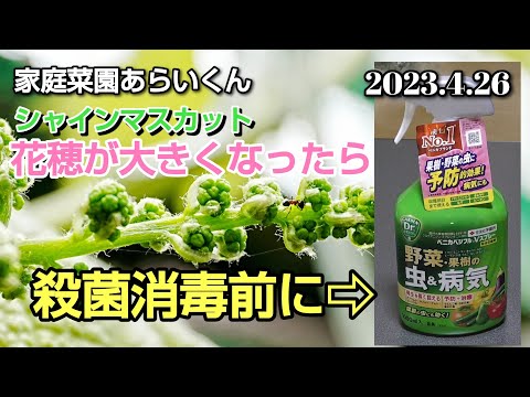 山梨県産 ぶどう シャインマスカット 訳あり 10房 箱込み5.8キロ ④
