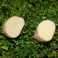 野菜」の写真素材26,020,648件の無料イラスト画像