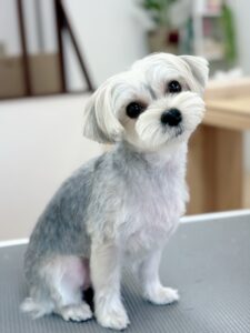 わたあめポメカット ポメラニアン 神奈川県横浜市のトリミングサロンCocoA trimming&market横浜本店