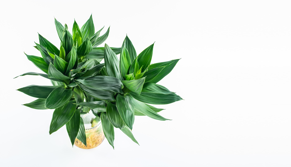 何度も失敗パイナップルのクラウンを「水栽培」で発根させたいそだレポ 栽培レポート by海辺の住人みんなの趣味の園芸