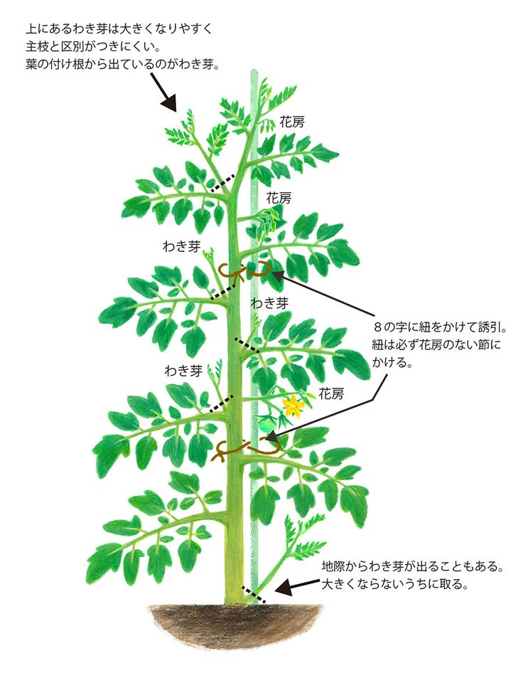 栽培の極意 Part2. 「芽かき・誘引」
