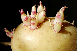 実験 芽が出て青くなったじゃがいもはタネイモになるのか？ - 小庭菜園〜自然農法でやさい作り