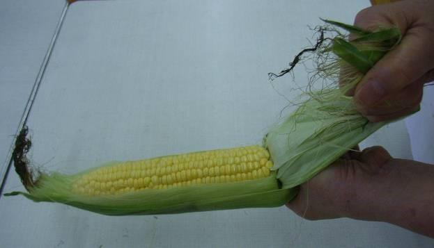 とうもろこしの皮むきをしたよ🌽ポピンズエデュケア