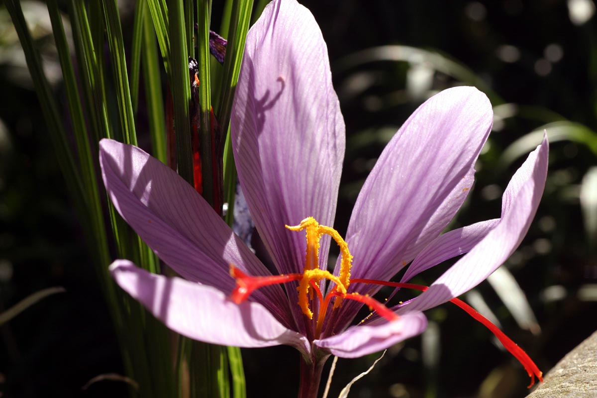 使い方のコツ サフラン・色出し方法～スパイス＆ハーブレッスン