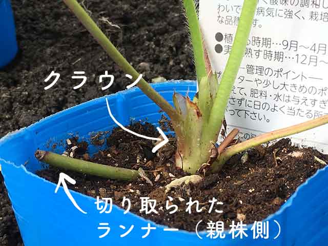 イチゴ 苺 の育て方と栽培のコツ 露地栽培やまむファーム