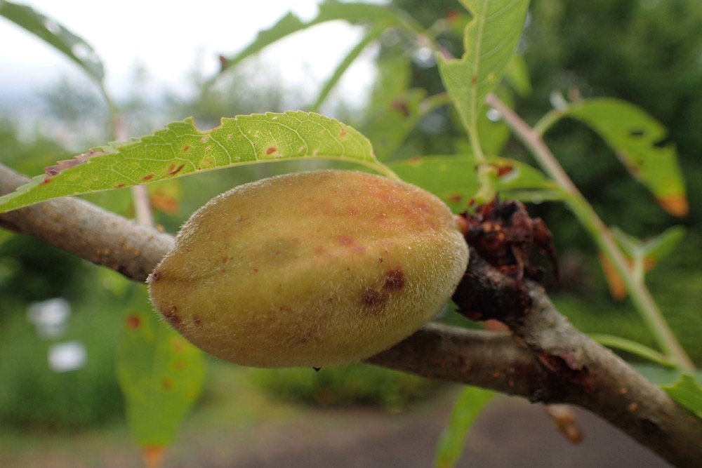 バラ科の果物一覧！イチゴや梨など意外と多いバラ科のフルーツを解説 2ページ目BOTANICA