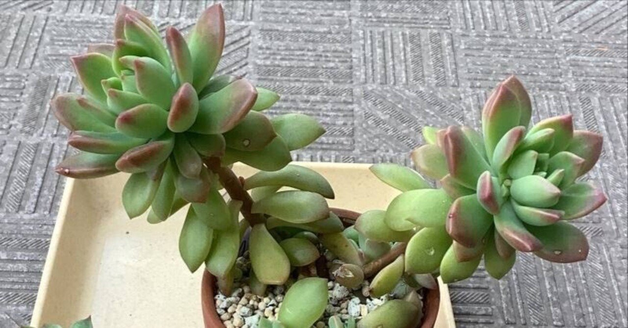 マッコス エケベリア属 ひなよっこ