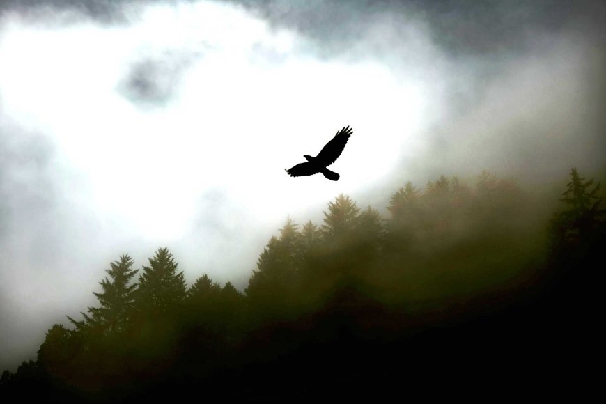 特集 世界最大のイーグル、ダバオの色々な動物に会いに行く！フィリピンイーグルセンター - ダバオッチ