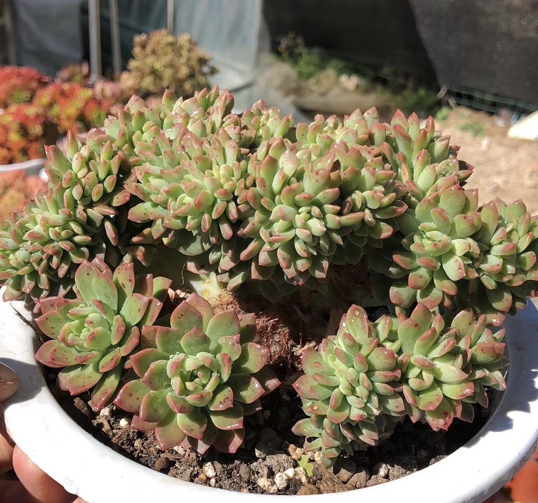 多肉植物 マッコス - Aroma＆Coronminne byGMOペパボ 国内最大級のハンドメイド・手作り通販サイト