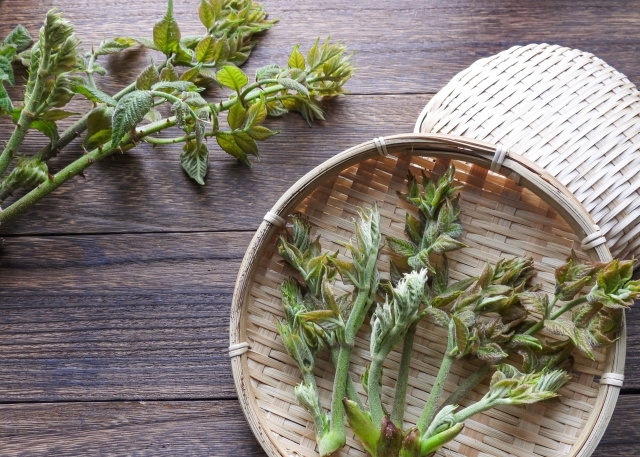 タラの芽 巨大 の天ぷらお酒とおつまみReeazy リィジィ