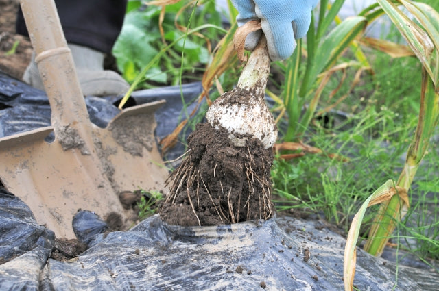 にんにくの保存方法 皮ごと冷凍で長期保存OK！冷蔵保存のコツもほほえみごはん-冷凍で食を豊かに-ニチレイフーズ