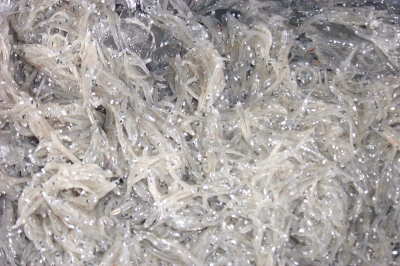 しらす」って“カタクチイワシの稚魚”のこと！？鈴木杏樹のいってらっしゃい– ニッポン放送 NEWS ONLINE