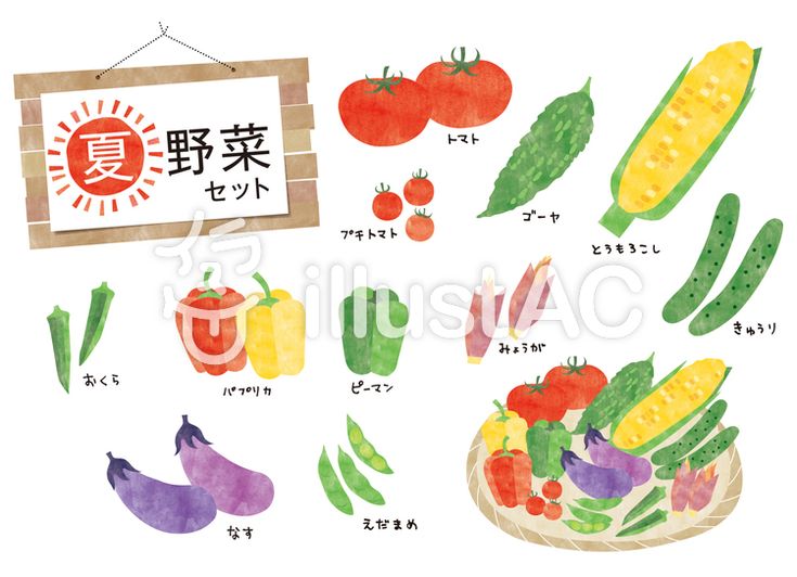 新鮮野菜いろいろ 11017009149 の写真・イラスト素材アマナイメージズ