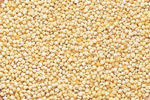 四季の山野草 キビ