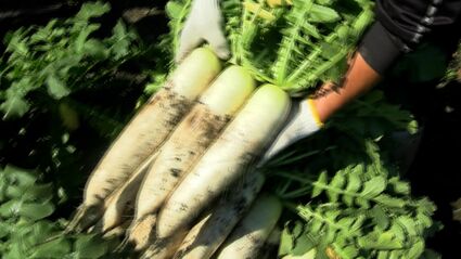 大根の種まき時期は？遅れてしまった場合は？失敗しない栽培方法も紹介マイナビ農業