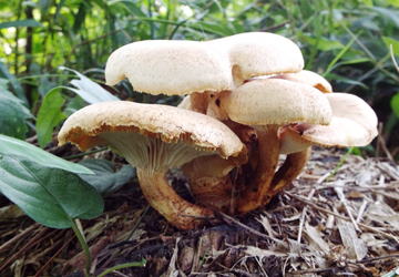 ハルシメジ 春湿地: 椿壽菴だより