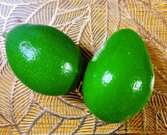 注目の「国産アボカド」 なぜ「森のバター」栽培、鹿児島の現場を訪れた毎日新聞