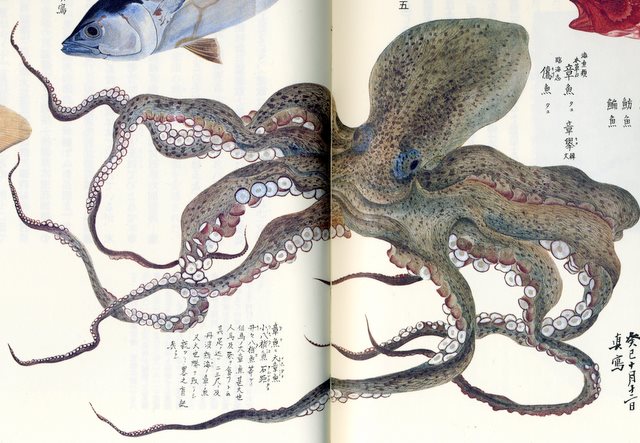 この漢字はなんという名前の生き物でしょうか？│今日のなぞなぞ