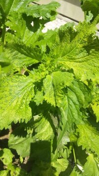 大葉ゼリーOita Birth 大分市ブランド認証