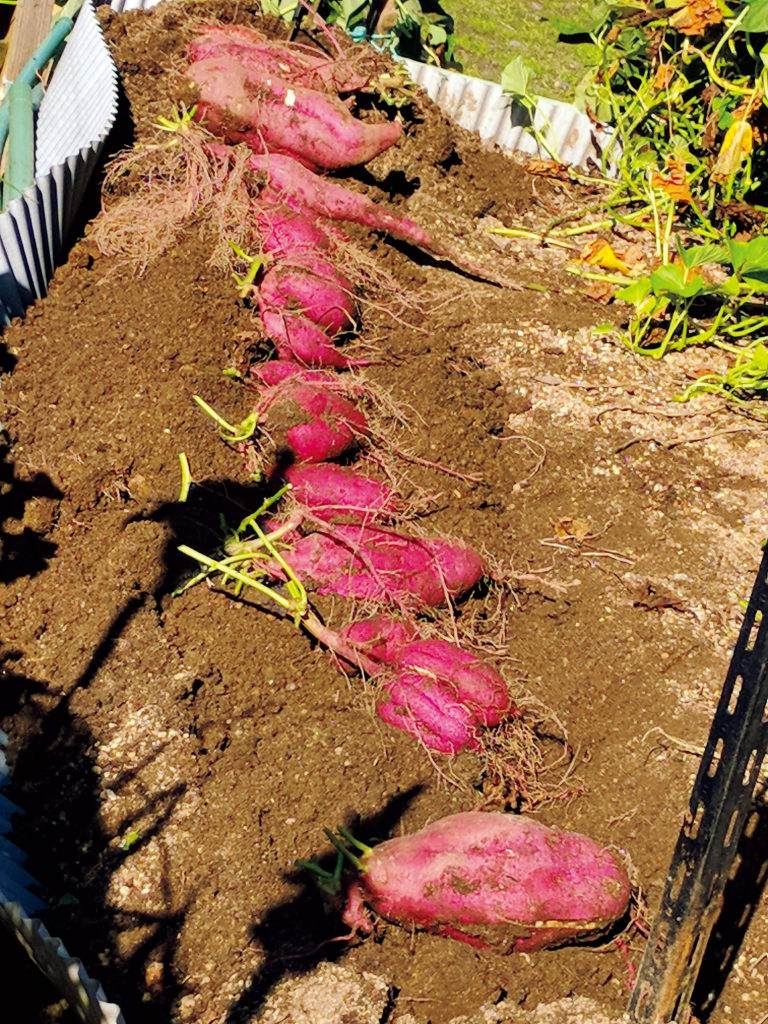 さつまいものツル返しをやってみたツル返しと追肥の話ツル返しとは？目的は？追肥はいる