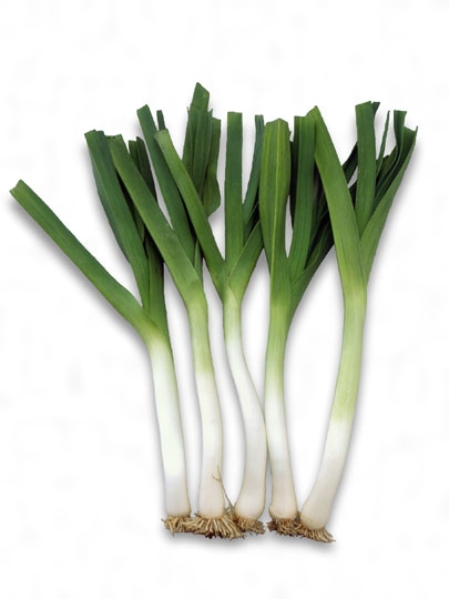 リーキ 西洋ネギ の育て方と植物の特徴をわかりやすく解説