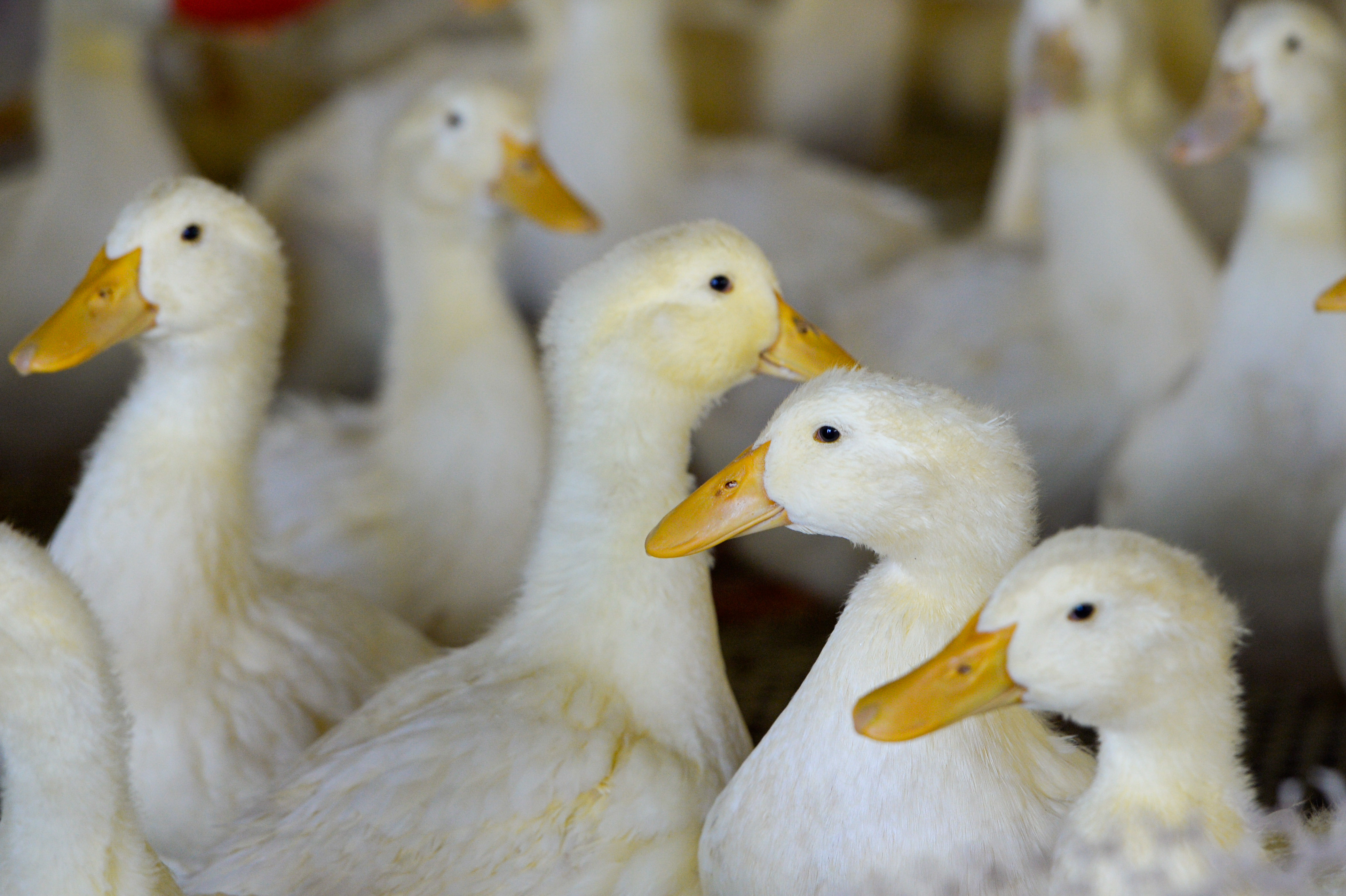 楽天市場 中国 北京ダック 食材鴨肉・アヒル肉食品 の通販