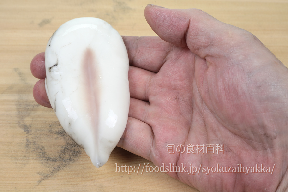 アオリイカのオスメス 私間違っていました磯料理ヨット 三重県志摩市浜島町にある飲食店、レストラン、和食処、あっぱっぱ焼き、伊勢海老定食など