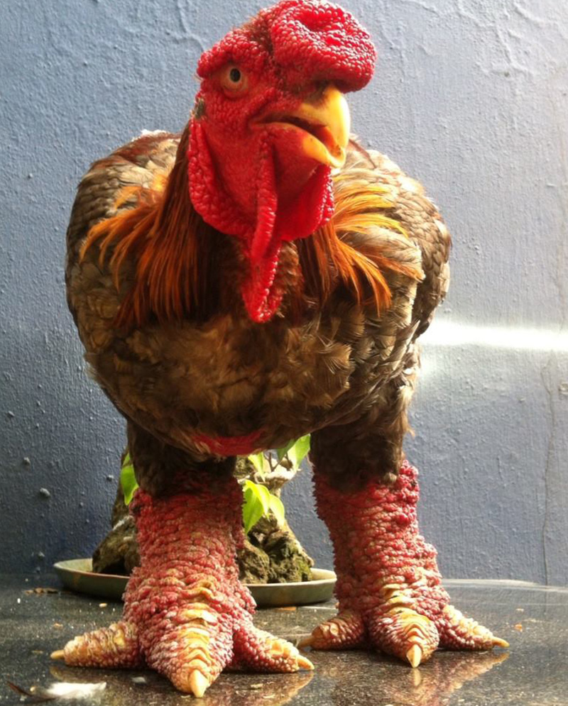 ベトナムの美味しい料理・ドンタオ鶏