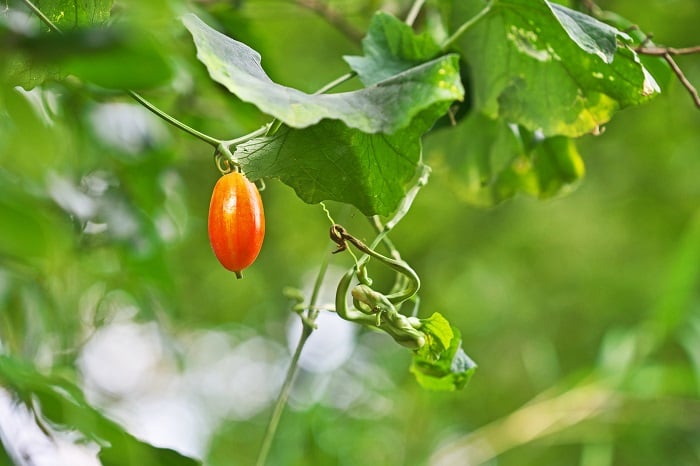 オキナワスズメウリ、スズメウリ、カラスウリ。秋に個性的な実をつける蔓性植物です。: 趣味の自然観察、デジカメ持ってお散歩