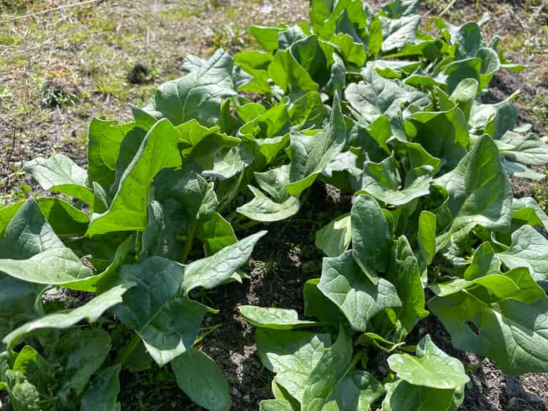 サラダほうれん草」生食ＯＫ、食卓に彩り 庄内 山の幸97荘内日報社