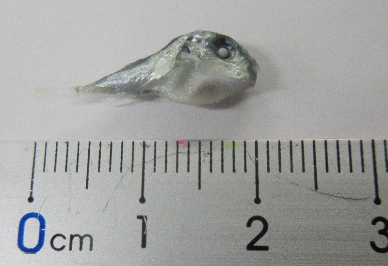 しらす干しにフグの稚魚混入か イトーヨーカドー安城店が自主回収毎日新聞